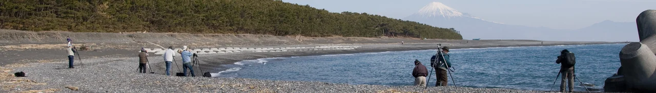 Miho no Matsubara, Shiozuoka, Shizuoka, Japan: 静岡県静岡市、三保の松原のバナ-。