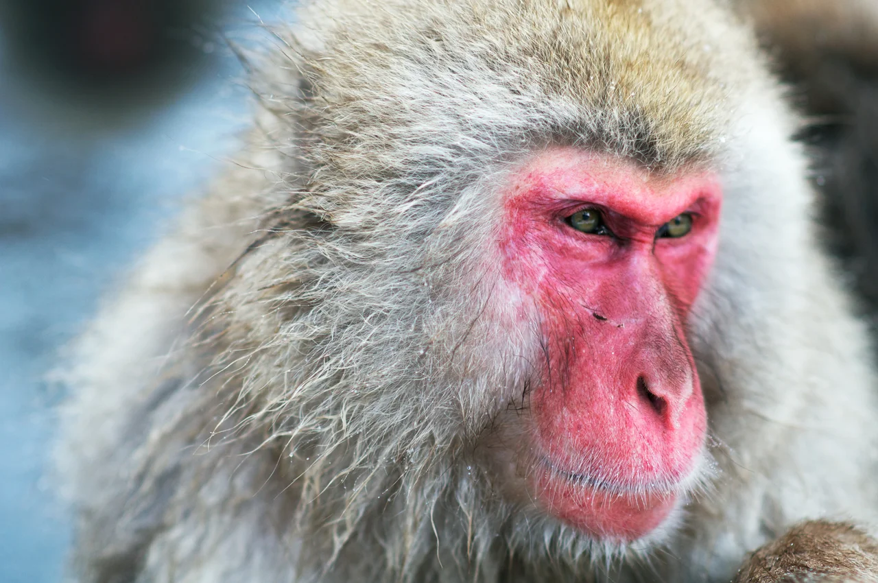Taken at the Jigokudani (yaen-koen) Monkey Park near Nagano Japan. This image depicts the alpha male of the group (at the time the photo was taken).